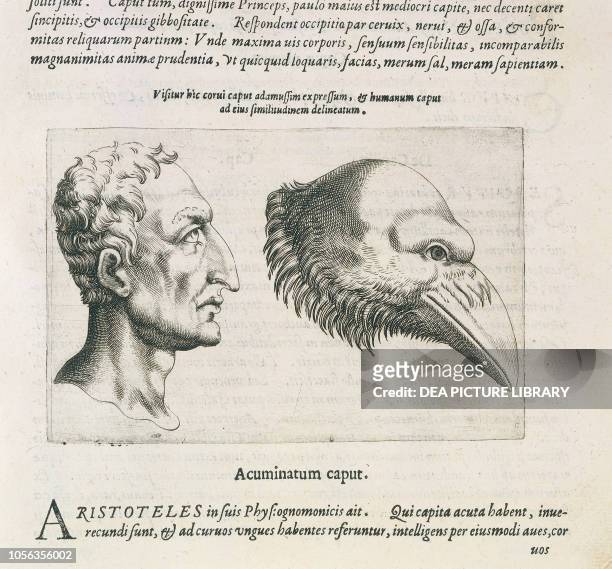 Comparison between the head of a man and the head of a crow, engraving from De Humana Physiognomonia , Book II, by Giambattista della Porta, printed...