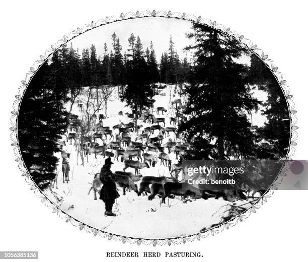 reindeer herd pasturing - finland winter stock illustrations