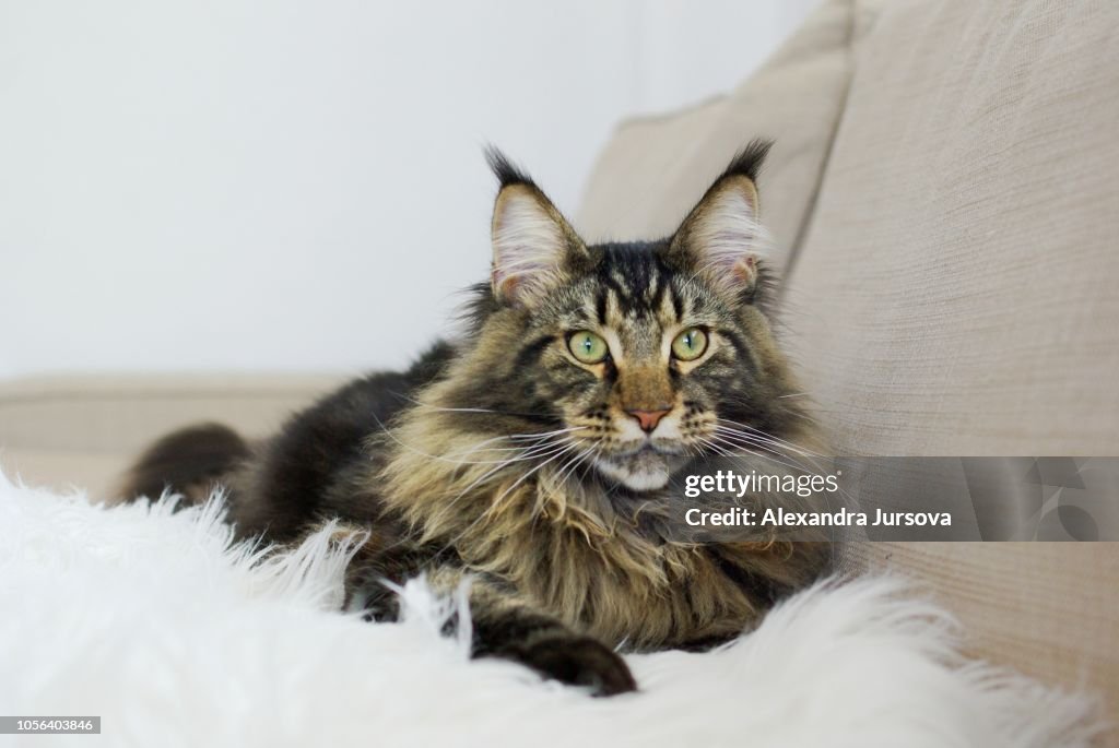 Maine coon cat