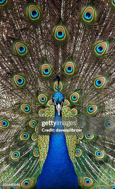 peacock  - peacock stock pictures, royalty-free photos & images