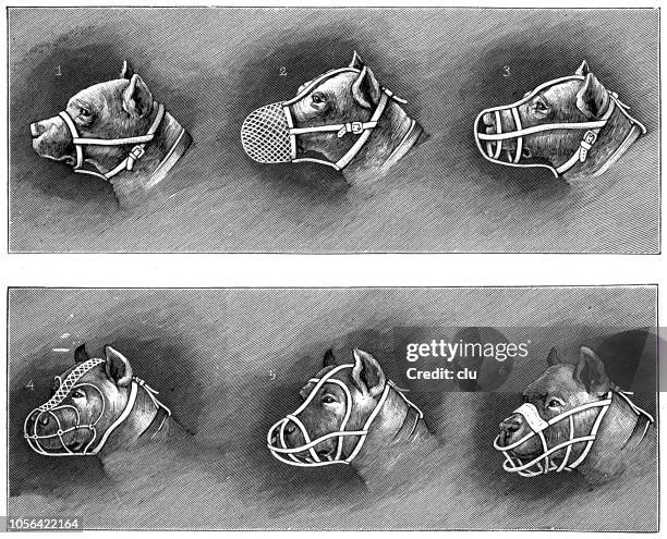 six different dog muzzles - snout stock illustrations