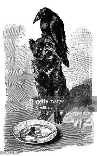 raven and dog at a feeding bowl - old crow stock illustrations