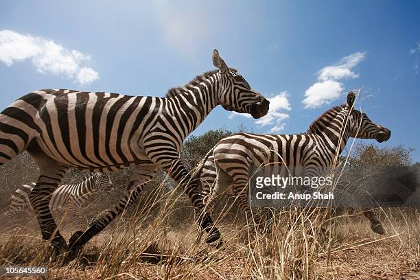common or plains zebra herd running - zebra herd running stock pictures, royalty-free photos & images