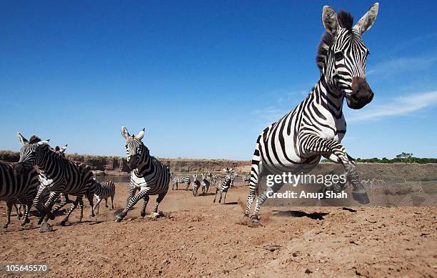 zebra herd heading away from the mara river - zebra herd running stock pictures, royalty-free photos & images