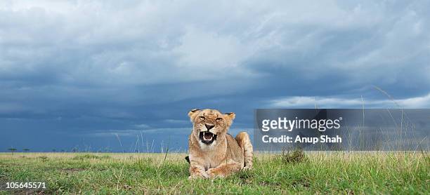 sub-adult lioness snarling - snarling stock pictures, royalty-free photos & images