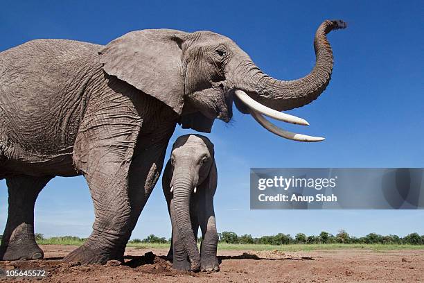 african elephant female and calf at a waterhole - elephant calf stock-fotos und bilder