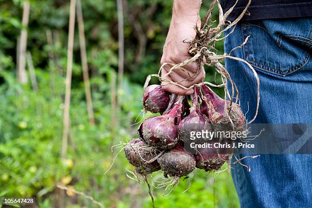 veg patch red onion harvest - harvesting garden stock pictures, royalty-free photos & images