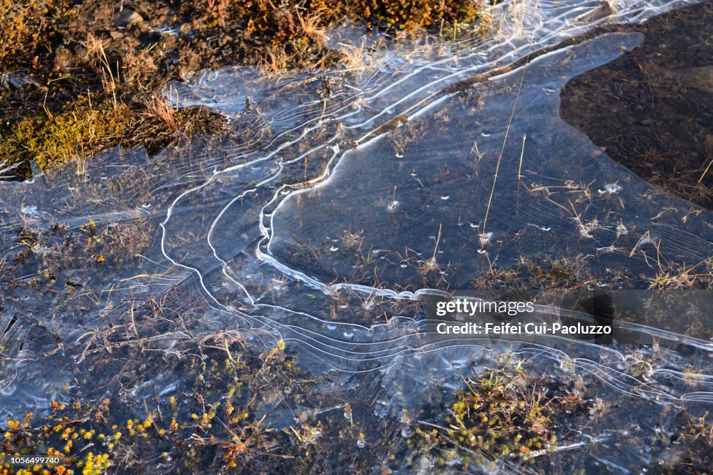Frozen water and grass at coast of ²Ñ±ð±ô°ù²¹°ì°ì²¹²õ±ôé³Ù³Ù²¹, North Iceland
