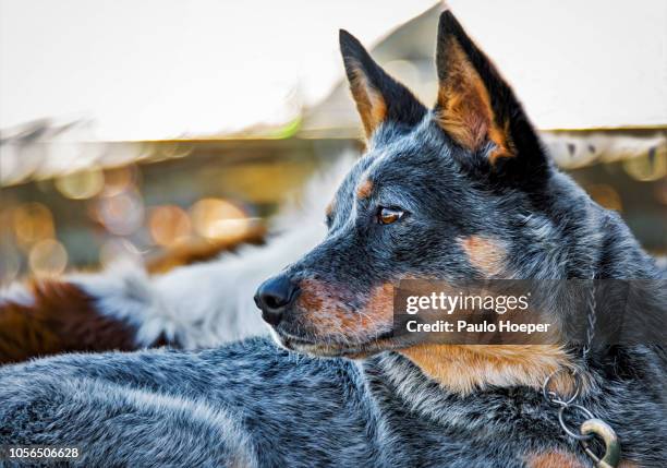 australian cattle dog - australische herder stock-fotos und bilder