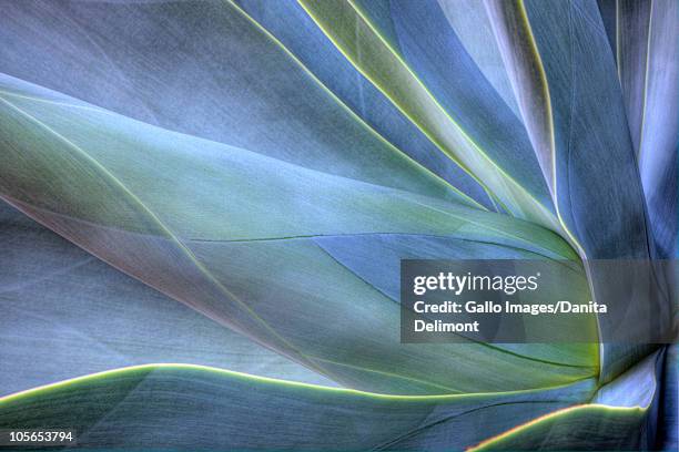 close-up of agave, maui, hawaii, usa - succulent plant stockfoto's en -beelden