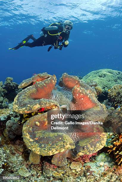 diver inspects giant clam, raja ampat islands, irian jaya, west papua, indonesia - raja ampat islands 個照片及圖片檔