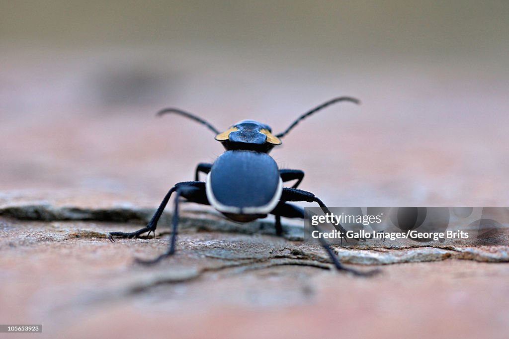 Oogpister, Mountain Zebra National Park, Eastern Cape Province, South Africa