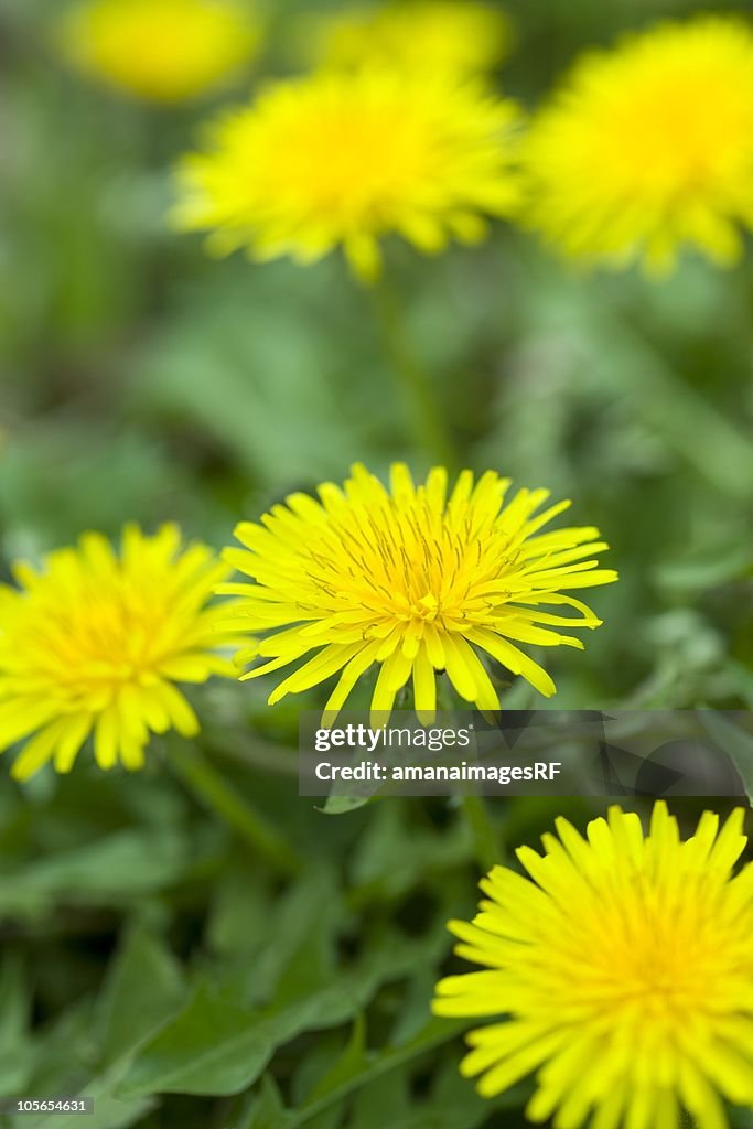 Close Up Image of Dandelions