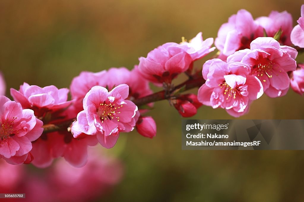 Peach Blossoms, Saitama Prefecture, Japan