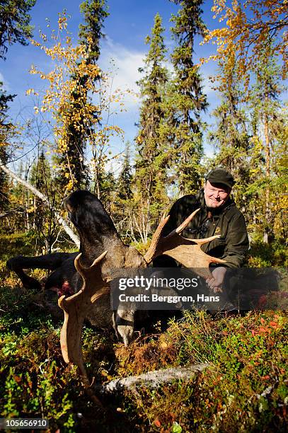 man sitting beside dead moose in forest - moose swedish stock pictures, royalty-free photos & images