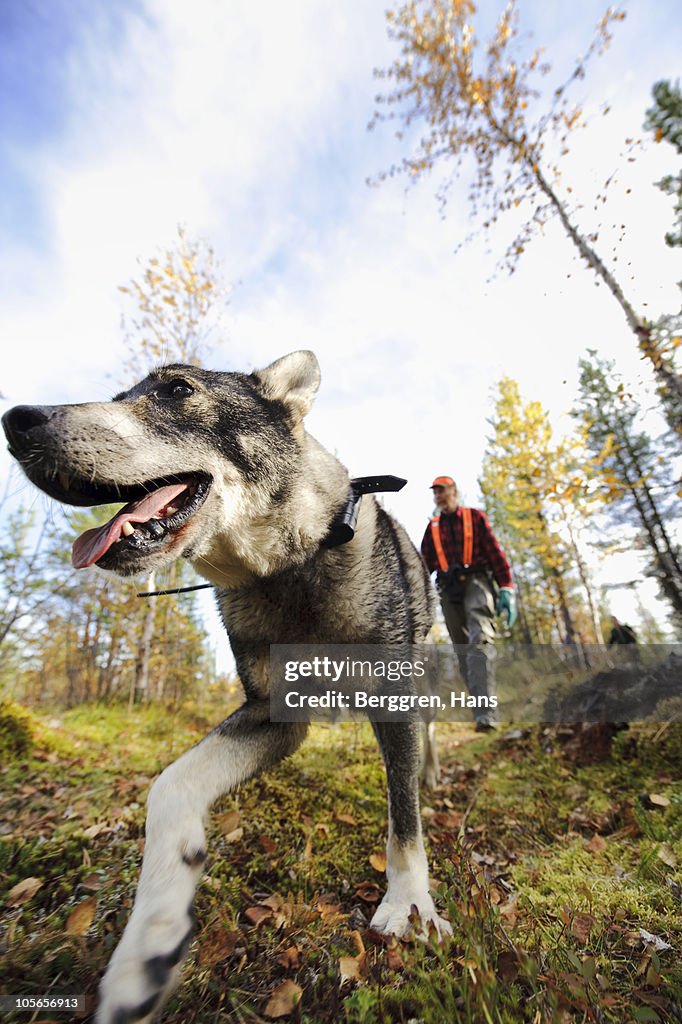 Gun dog walking in forest with hunter