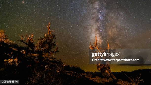 milky way and the bristlecone pine - 2 - inyo national forest stock pictures, royalty-free photos & images