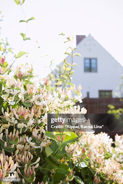 honeysuckle in backyard - honeysuckle stock pictures, royalty-free photos & images