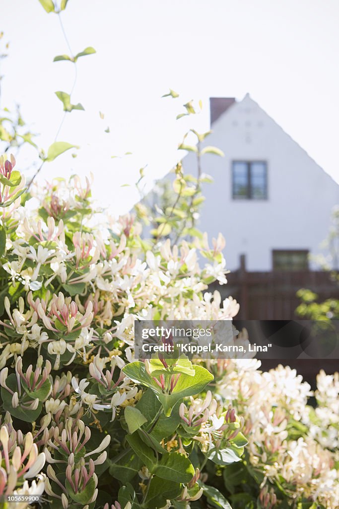 Honeysuckle in backyard