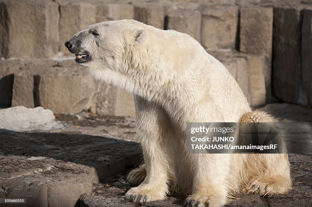 Polar bear at zoo