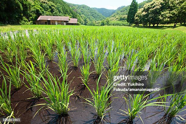 paddy field - tottori prefecture stock pictures, royalty-free photos & images