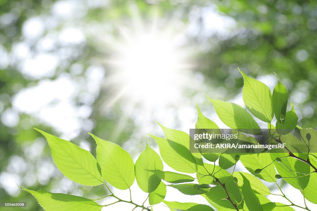 Tree and sunlight