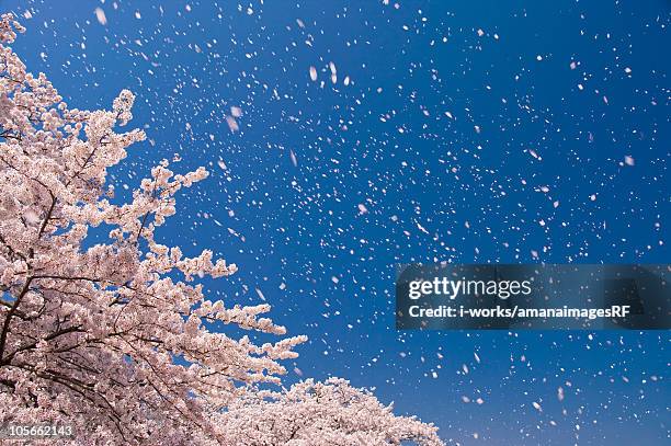 cherry blossoms and sky - cherry tree stock pictures, royalty-free photos & images