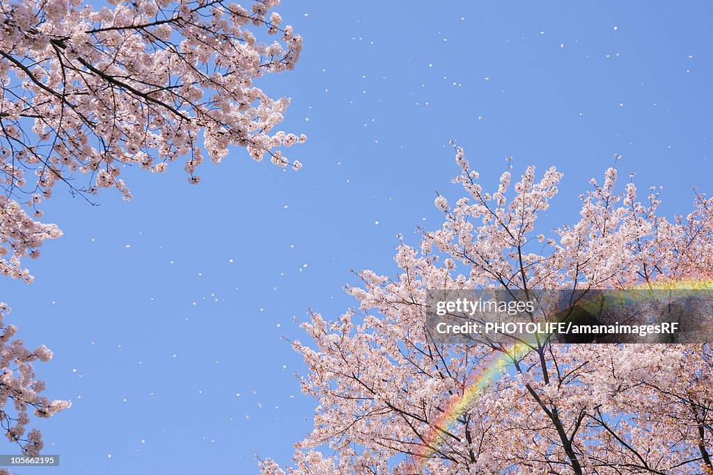 Cherry blossoms and rainbow