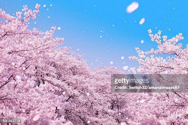 cherry blossoms and petals blowing in wind - cherry tree stock pictures, royalty-free photos & images
