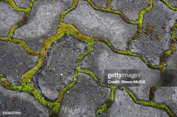 moss growing between interlocking grey paving stones - mousse-végétale photos et images de collection
