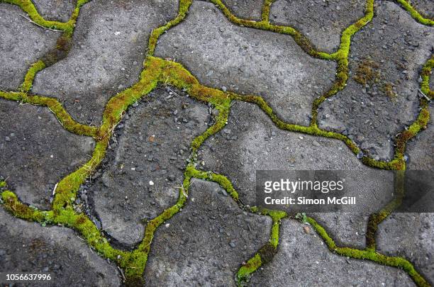 moss growing between interlocking grey paving stones - muschio foto e immagini stock