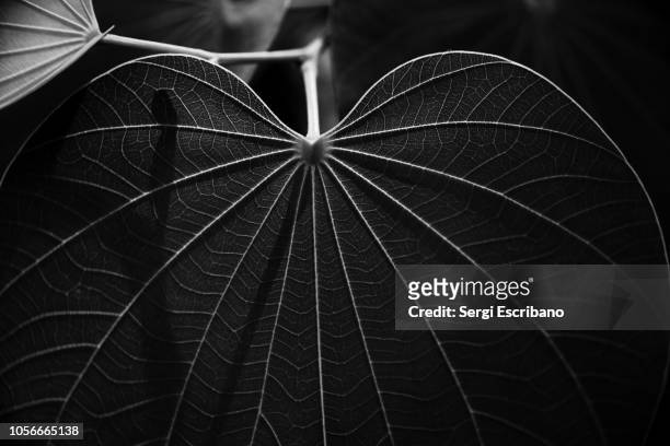 veins of a leaf - black and white plant stockfoto's en -beelden