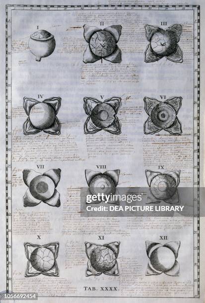 Anatomy of the eye, engraving from Tabulae anatomicae , by Bartolomeo Eustachi , published by Wetstenios, Amsterdam, 1722.