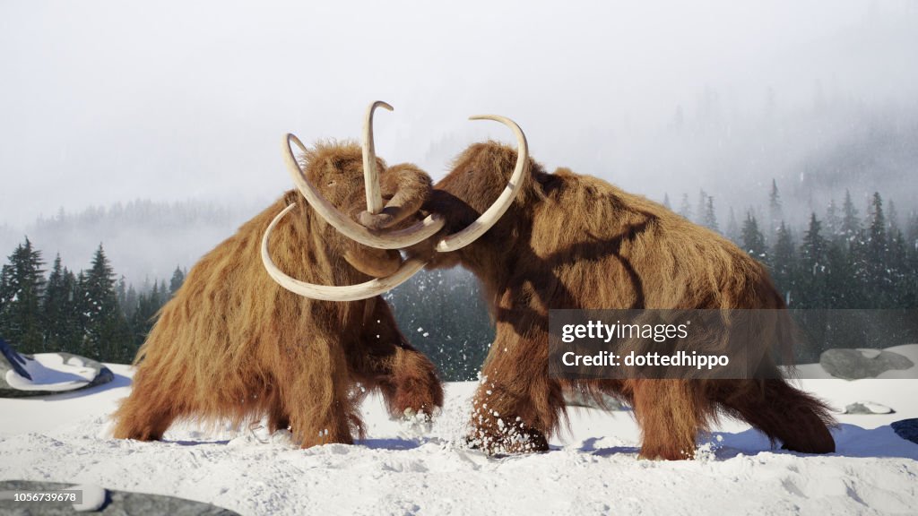 Woolly mammoth bulls fighting, prehistoric ice age mammals in snow covered landscape