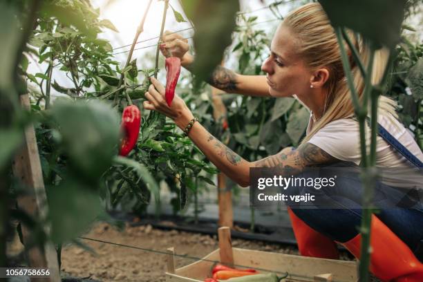 organic farm - vegetable garden inside greenhouse stock pictures, royalty-free photos & images