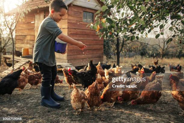 fattoria biologica e uova di gallina all'allevamento all'origine - pollo ruspante foto e immagini stock