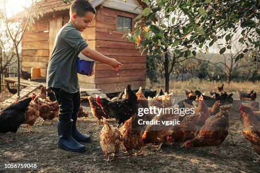 Organic Farm And Free Range Chicken Eggs