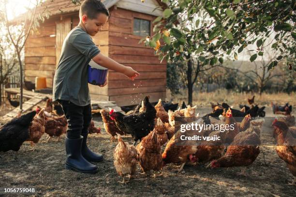 organic farm and free range chicken eggs - young farmer stock pictures, royalty-free photos & images