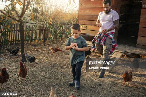 biologische boerderij en vrije uitloop kippeneieren - kippenhok stockfoto's en -beelden