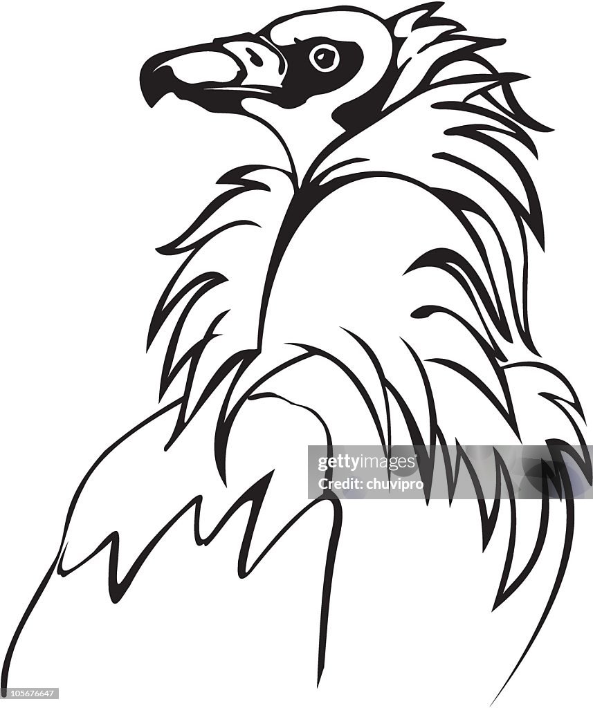 Vulture bird