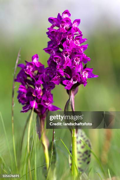 meadowlark (dactylorhiza cruenta - breitblättriges knabenkraut stock-fotos und bilder