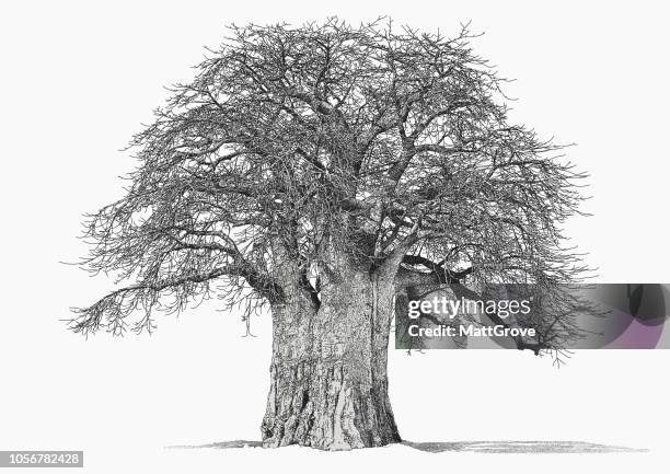 baobab tree - baobab fruit stock illustrations