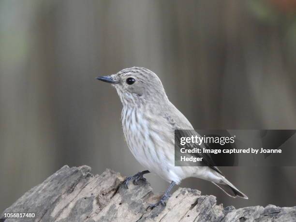 the spotted flycatcher (muscicapa striata) - flycatcher stock pictures, royalty-free photos & images