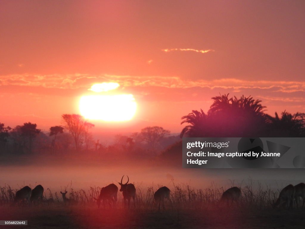 Dawn Mist on the Busanga Plains, Zambia