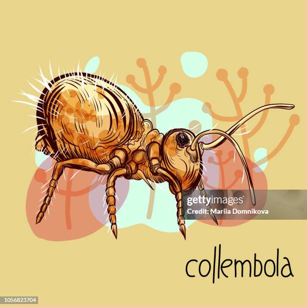 collembola illustration - springtail stock illustrations