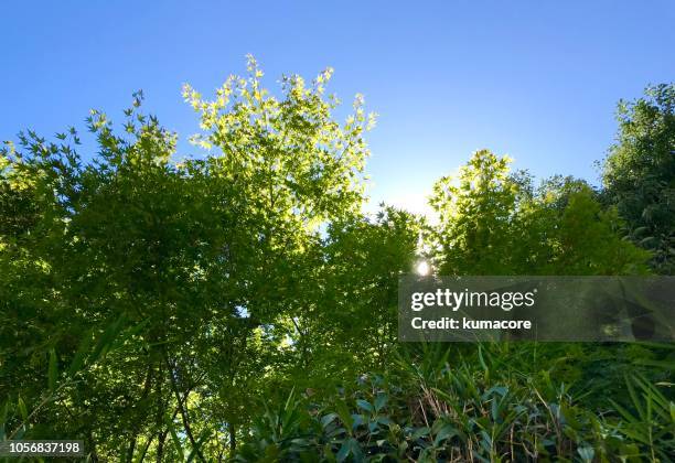 green forest - lush foliage ストックフォトと画像