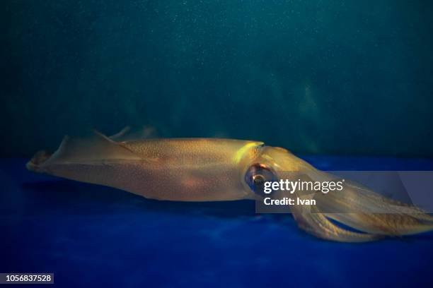 reef squid at restaurant - bigfin reef squid stock pictures, royalty-free photos & images