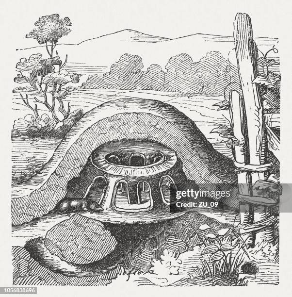 illustration of a molehill with mole, wood engraving, published 1897 - molehill stock illustrations