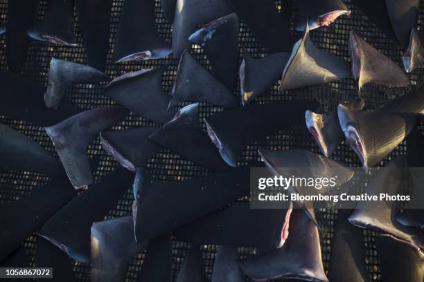 shark fins sit to dry - animal fin stock pictures, royalty-free photos & images