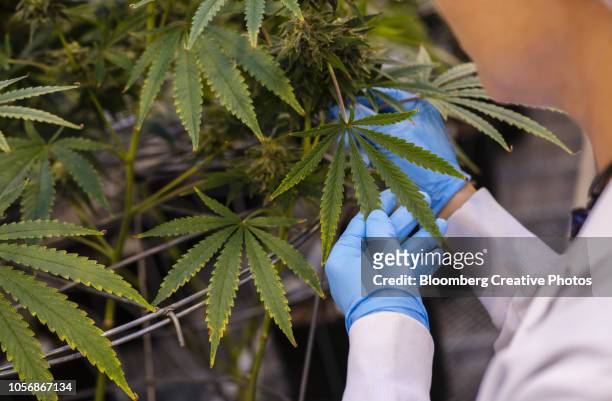 a worker inspects cannabis plants growing in a greenhouse at a facility - recreational use of marijuana becomes legal in nevada stockfoto's en -beelden
